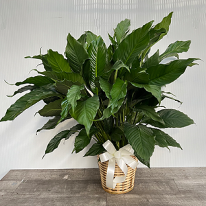 Premium Spathiphyllum (Peace Lily)