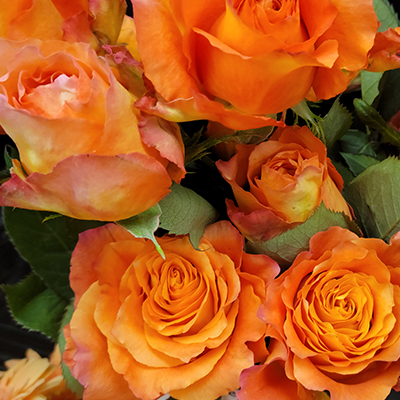 Orange Roses