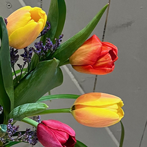 6 Fresh Tulips  Springtime Special