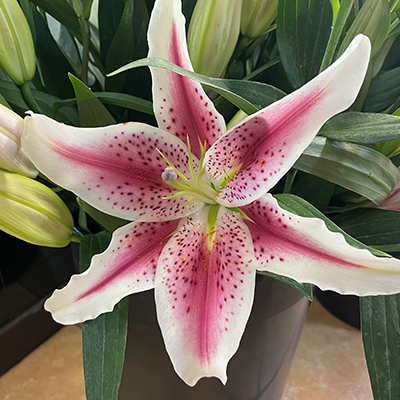 Stargazer Lilies