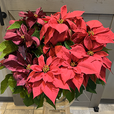 Deluxe 8 Inch Poinsettia