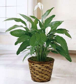 The Spathiphyllum