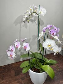 Lafayette Florist Regal Orchids