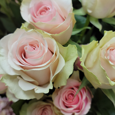 Blush Roses