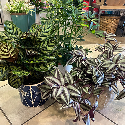 Deluxe Green Thumb Plant Subscription (Delivery) 