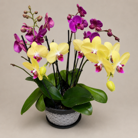 Lafayette Florist Triple Plant Orchid Plant (Available in 4 Sizes)