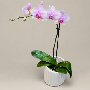 Lafayette Florist Single Stem Orchid Plant (Available in 4 Sizes)