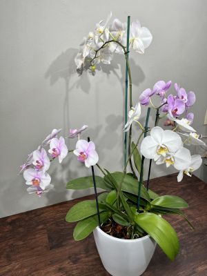 Lafayette Florist Regal Orchids