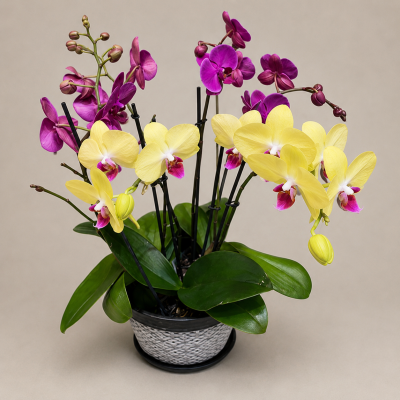 Lafayette Florist Triple Plant Orchid Plant (Available in 4 Sizes)
