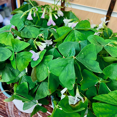 Lucky Shamrock Plant