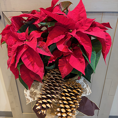 Signature Poinsettia