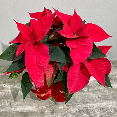 Standard Poinsettia