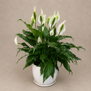 Small Peace Lily in Ceramic Pot 