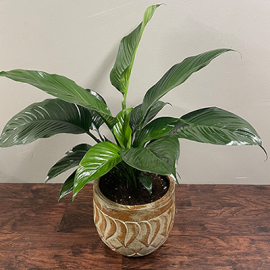 Simply Elegant Spathiphyllum (Peace Lily) -Medium