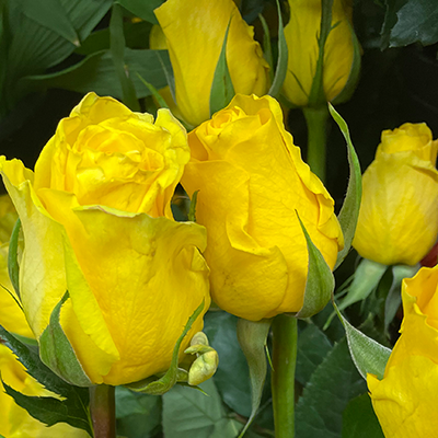 Yellow Roses