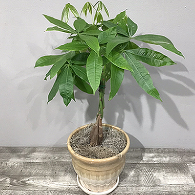 Money Tree
