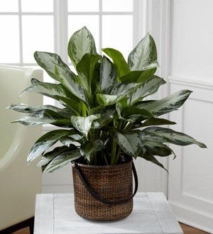 The Chinese Evergreen