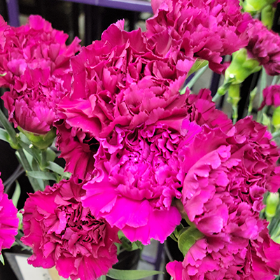 Fuchsia Carnations 