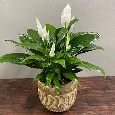 Simply Elegant Spathiphyllum (Peace Lily) -Medium