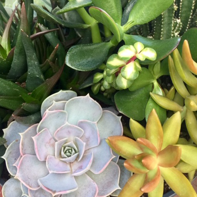 Drought-Resistant Cuties