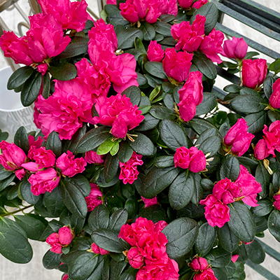 Azalea Blooming Plant