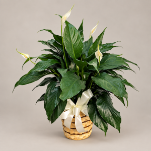 Small Peace Lily in Basket