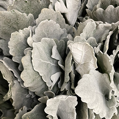 Dusty Miller