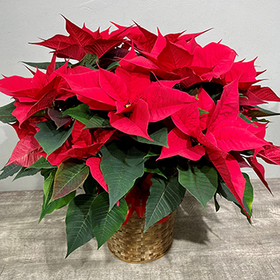 Deluxe 8 Inch Poinsettia