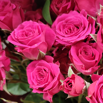 Hot Pink Spray Roses