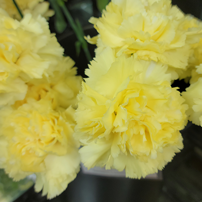 Yellow Carnations