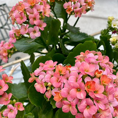Kalanchoe Blooming Plant