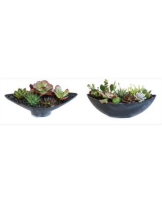 Succulent Gardens