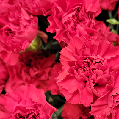 Red Carnations