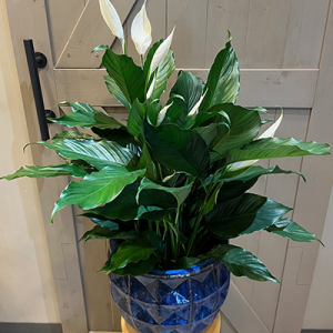 Premium Peace Lily in Ceramic Pot