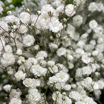 Baby's Breath