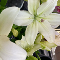 White Asiatic Lilies