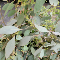 Seeded Eucalyptus