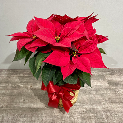 Standard 6 Inch Poinsettia 