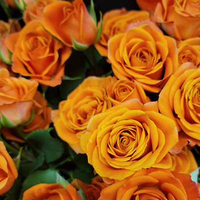 Orange Spray Roses